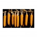 Попкорн семена кукурузы попкорн (GL Seeds)