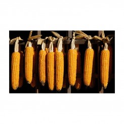 Попкорн насіння кукурудзи попкорн (GL Seeds)