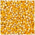Попкорн семена кукурузы попкорн (GL Seeds)