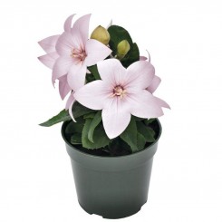 Поп Старый розовый (pink) семена платикодона (Benary)