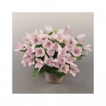 Поп Старый розовый (pink) семена платикодона (Benary)