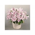 Поп Старый розовый (pink) семена платикодона (Benary)