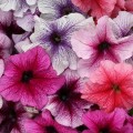 Присм Сандей Микс F1 (Sundae mix) семена петунии грандифлора дражированная (Floranova)