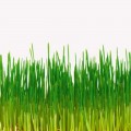 Просо семена микрозеленые (Agrocity)