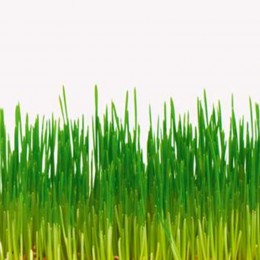 Просо семена микрозеленые (Agrocity)