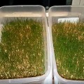 Просо семена микрозеленые (Agrocity)