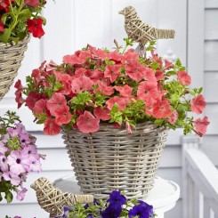 Рамблин F1 лососевая (salmon) семена петунии каскадной (Syngenta)