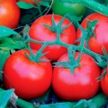 Сагатан F1 семена помидора детерминантного (Syngenta)