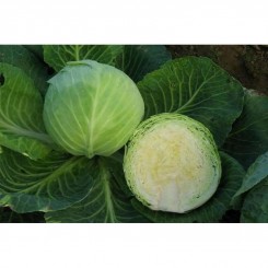 Цукрова голова насіння капусти білокачанної (GL Seeds)