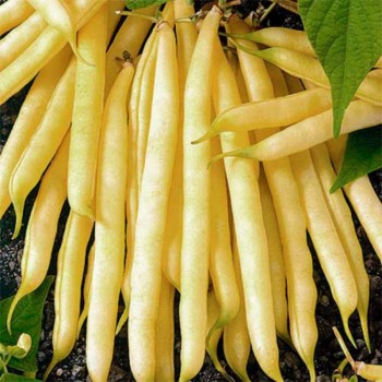 Сакса Золотые семена фасоли спаржевой (GL Seeds)