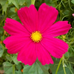 Сенсейшин Даззлер семена космеи (Floragran)