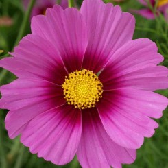 Сенсейшин Радианс семян космеи (Floragran)