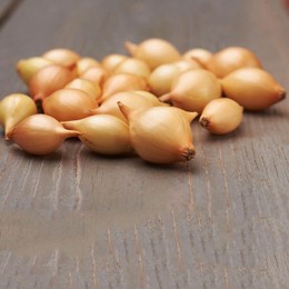 Сеншуй (10-21 мм) семян лука репчатого озимого (TOP Onion Sets)