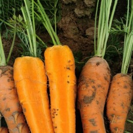 Шантане Курода семян моркови Шантане ранней 90-95 дн.15 см (Innova Seeds)