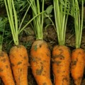 Шантане Курода семян моркови Шантане ранней 90-95 дн.15 см (Innova Seeds)