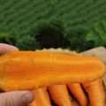 Шантане Курода семян моркови Шантане ранней 90-95 дн.15 см (Innova Seeds)