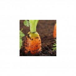 Шантане насіння моркви (Rem seeds)