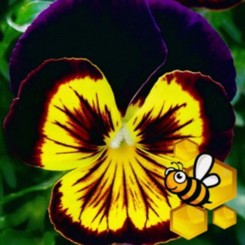 Швейцарские Гиганты (Swiss Giants) Tricolor Violet Yellow триколор фиолетово-желтая семена виолы (W.Legutko)