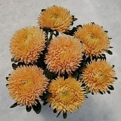 Сиринга оранжевая (Orange) семена астры хризантемообразной (Satimex)
