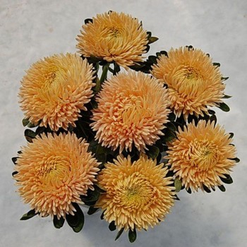 Сиринга оранжевая (Orange) семена астры хризантемообразной (Satimex)