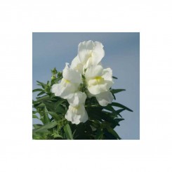 Снеппи F1 белый (white) семена антиринума карликового (Hem Genetics)