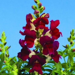 Снептіні F1 бургунди біколор (burgundy bicolor) насіння антирринуму (Syngenta)