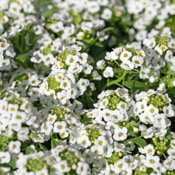 Снежный ковер белый (white) семена алиссума (Hem Zaden)