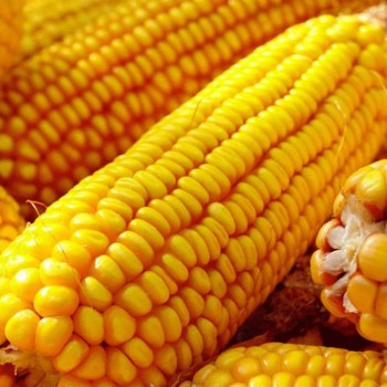Солонянский 298 СВ семена кукурузы кормовой (Украина) Солонянский 298 СВ семена кукурузы кормовой (Украина)