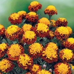 Спрей Петит семян бархатцев (GL Seeds)