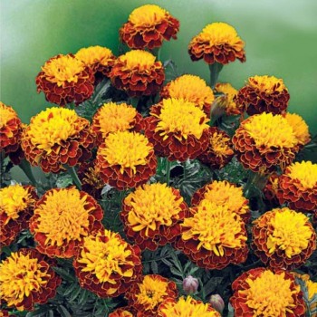 Спрей Петит семян бархатцев (GL Seeds)