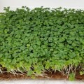 Стартовый (3 урожая) набор для выращивания микрозеленых (Agrocity)