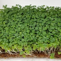 Стартовый (3 урожая) набор для выращивания микрозеленых (Agrocity)