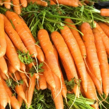 Супер Мускат семена моркови