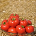 Мир муссон F1 семена помидора детерминантного (LibraSeeds)