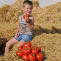 Мир муссон F1 семена помидора детерминантного (LibraSeeds)