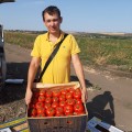 Мир муссон F1 семена помидора детерминантного (LibraSeeds)
