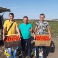 Мир муссон F1 семена помидора детерминантного (LibraSeeds)