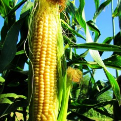 Світкорн насіння кукурудзи суперсолодкої Sh2