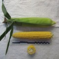 Светкорн семян кукурузы суперсладкой Sh2