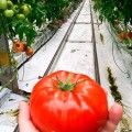 Тореро F1 семян помидора индетерминантного (DRS-Seminis)