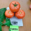 Тореро F1 семян помидора индетерминантного (DRS-Seminis)