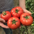 Вегас F1 (ТС 02-5176 F1) семена томата индетерминантного (Solare Sementi)