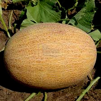 ТС 18-1020 F1 (TS 18-1020 F1) семена дыни (Solare Sementi)