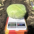 Вермонт F1 семена капусты белокочанной (Lark Seeds)