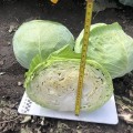 Вермонт F1 семена капусты белокочанной (Lark Seeds)