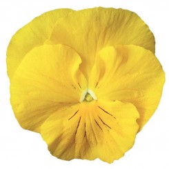 Колоссус F1 желтая (yellow) семена виолы (Syngenta)