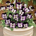 Пенни F1 микки семена виолы (Syngenta)