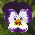 Пенни F1 микки семена виолы (Syngenta)