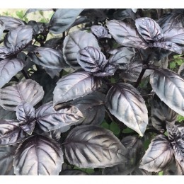 Виолет Кинг семян базилика (Lark Seeds)