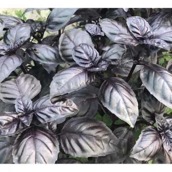 Виолет Кинг семян базилика (Lark Seeds)